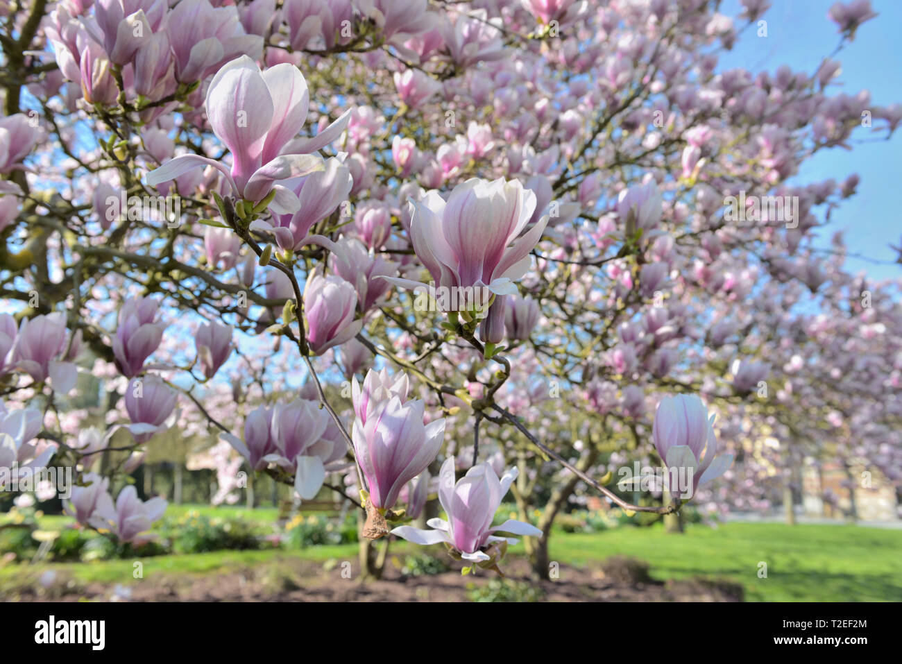 Magnolia in the park hi-res stock photography and images - Alamy