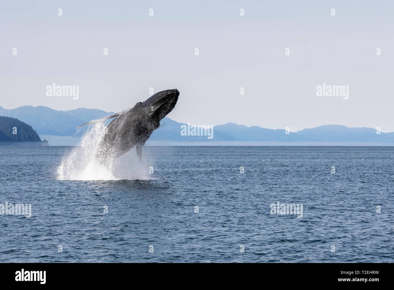 Humpback Whale (Megaptera novaeangliae) breaching in Icy Strait, Inside Passage, Alaska Stock Photo