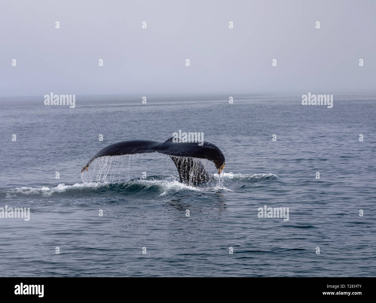 Humpback Whale (Megaptera novaeangliae) showing its tail while diving in Icy Strait, Inside Passage, Alaska Stock Photo