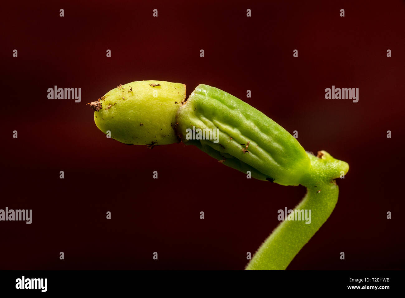 Horizontal bean sprout macro photograph with copy space. Stock Photo