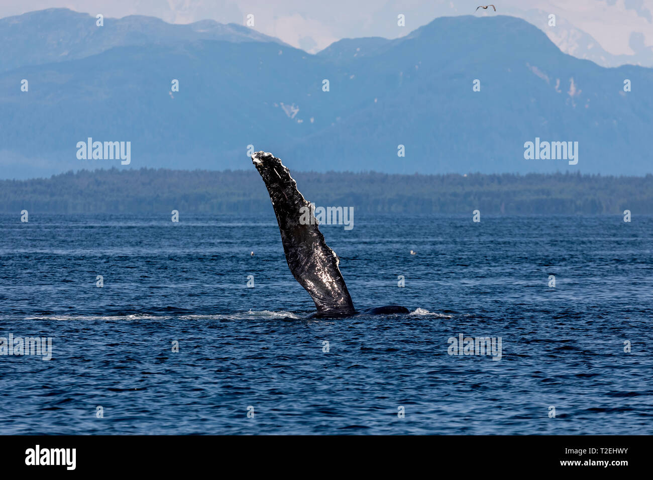 Humpback Whale (Megaptera novaeangliae) waving its flipper in Icy Strait, Inside Passage, Alaska Stock Photo