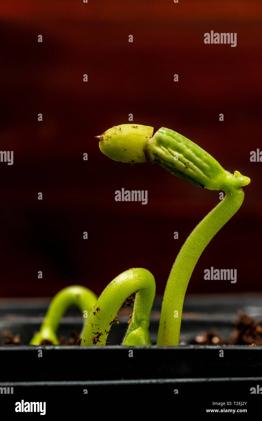 Vertical shot of new bean sprouts in a plastic tray ready for planting with copy space. Stock Photo
