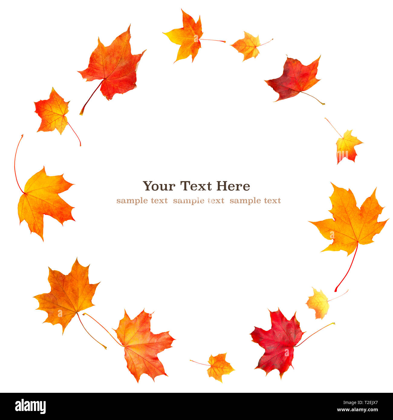 Spin circle of natural  autumn orange  leaves  Isolated on white background  for web banner with copy space for Your text. Stock Photo