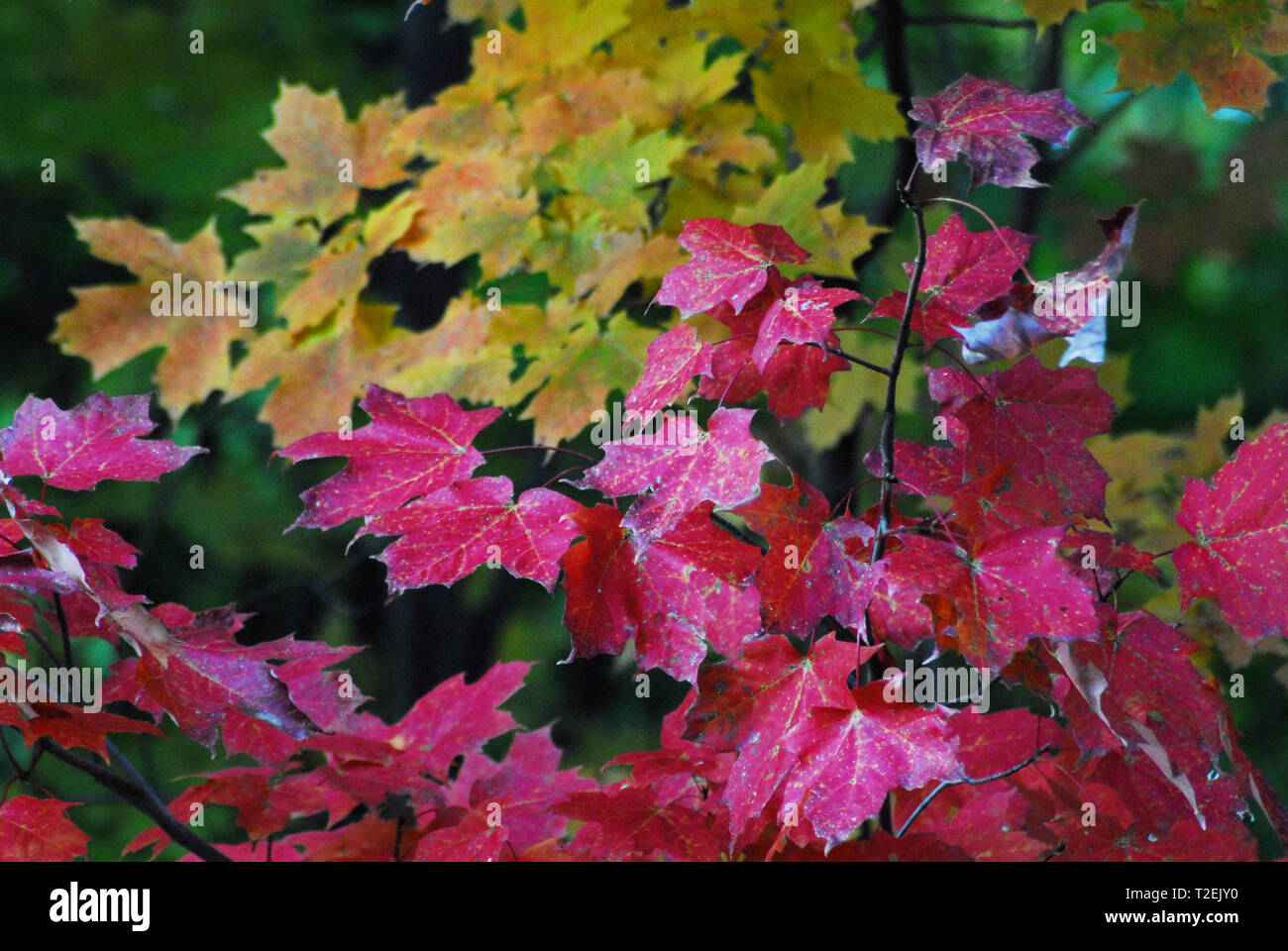 A close up of beautiful autumn red and yellow Maple leaves in New York state. Stock Photo