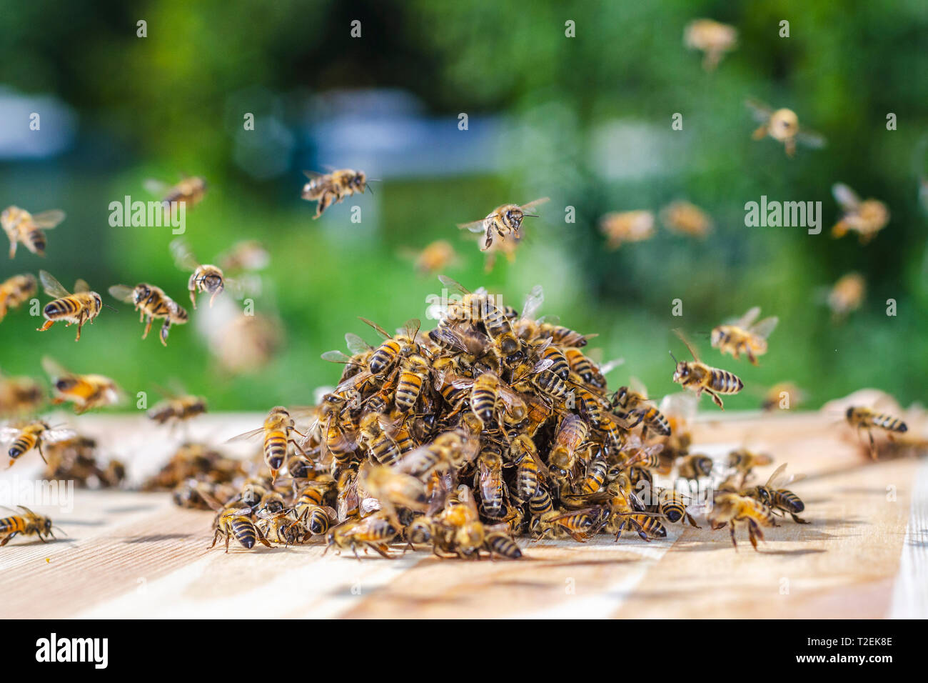 swarm of bees around a dipper soaked in honey in apiary Stock Photo