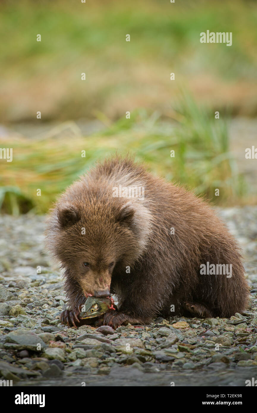 Brown Bear cub (Ursus arctos) with salmon head, Geographic Harbor, Katmai National Park, Alaska Stock Photo