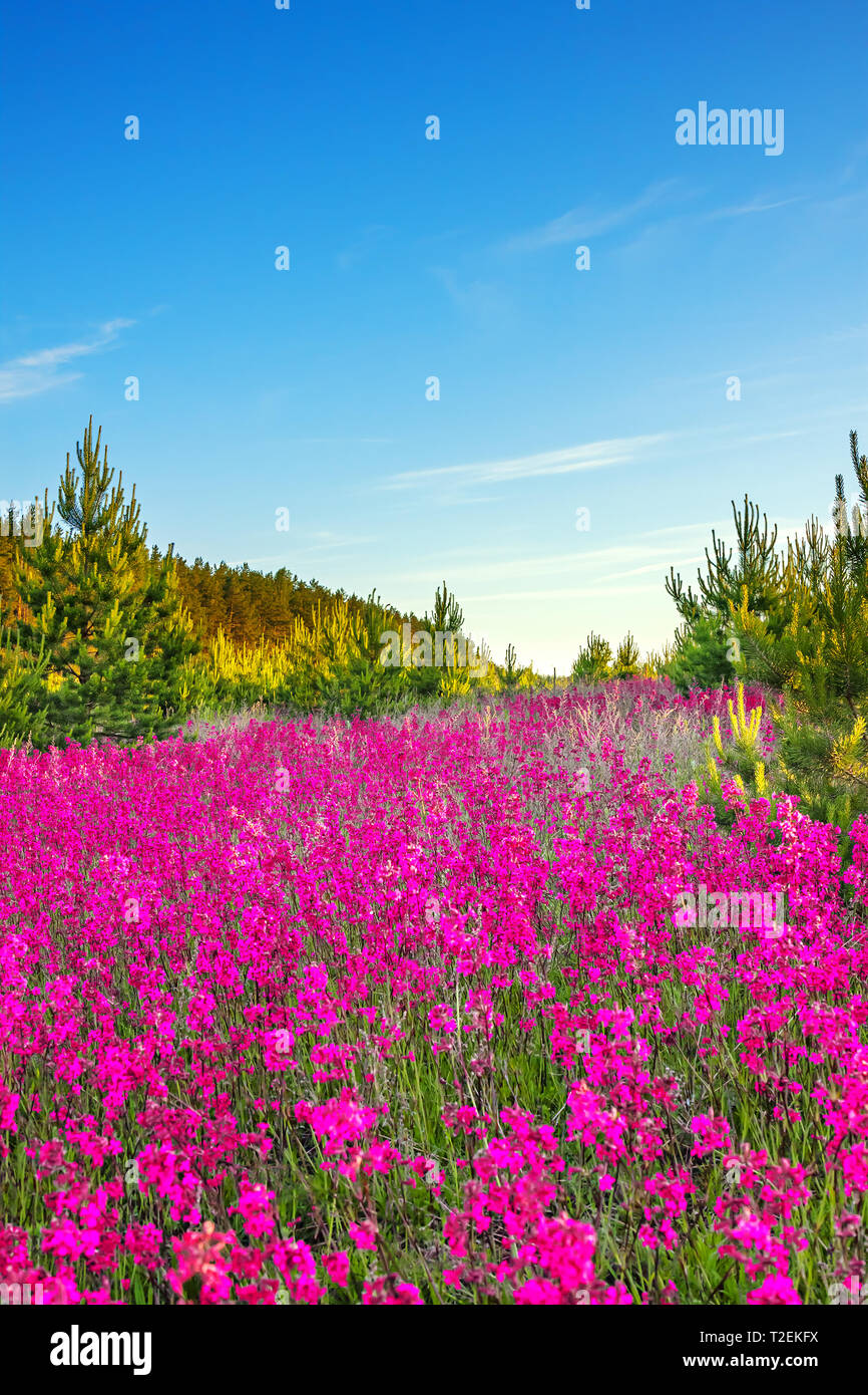 Flower scenery hi-res stock photography and images - Alamy