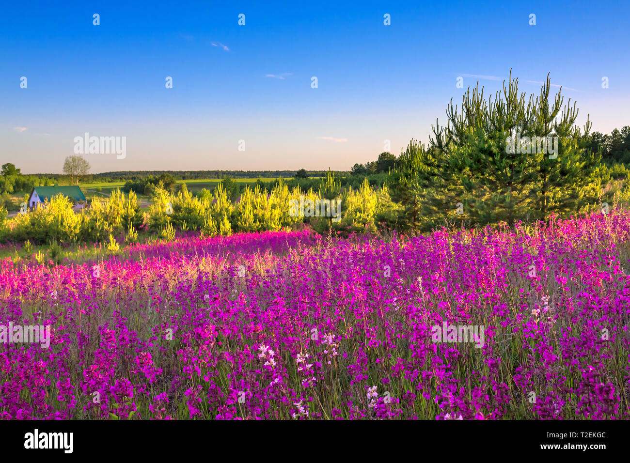beautiful spring landscape with flowering flowers in meadow and sunrise. view of a blooming field with purple wild flowers Stock Photo