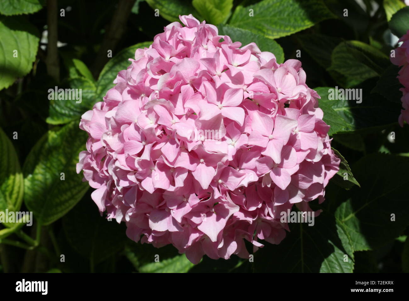 Hydrangea macrophylla red pink hi-res stock photography and images - Alamy
