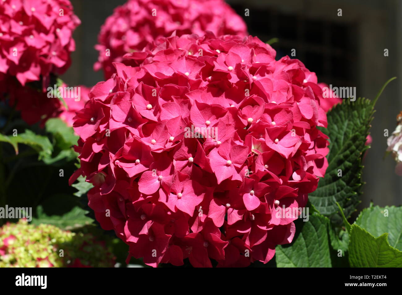 Hydrangea macrophylla red pink hi-res stock photography and images - Alamy
