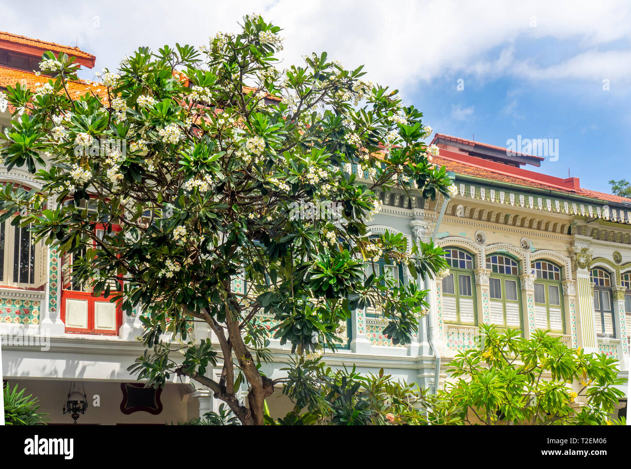 Frangipani tree in garden of Colourful Peranakan terraced houses popular with instagrammers on Koon Seng Road, Joo Chiat,  Geylang, Singapore. Stock Photo