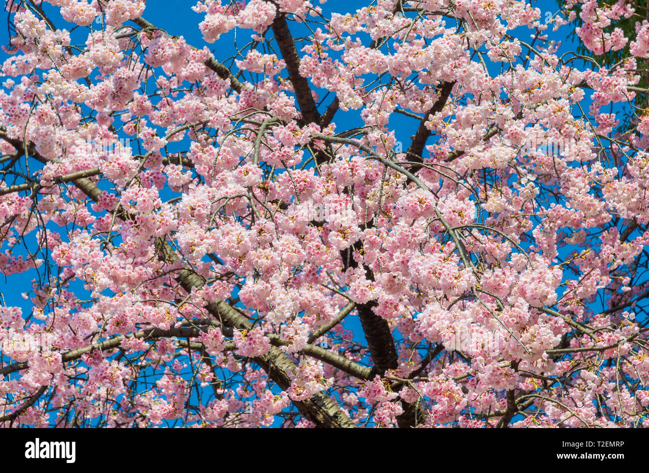 Spring in Japan. The famous cherry tree pink blossom against azure sky as background Stock Photo