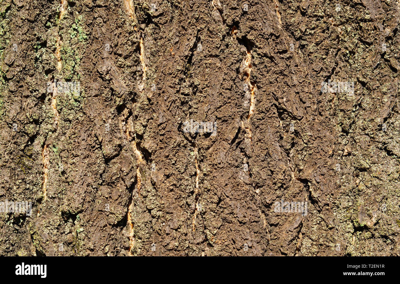 Tree bark with rough surface as background Stock Photo