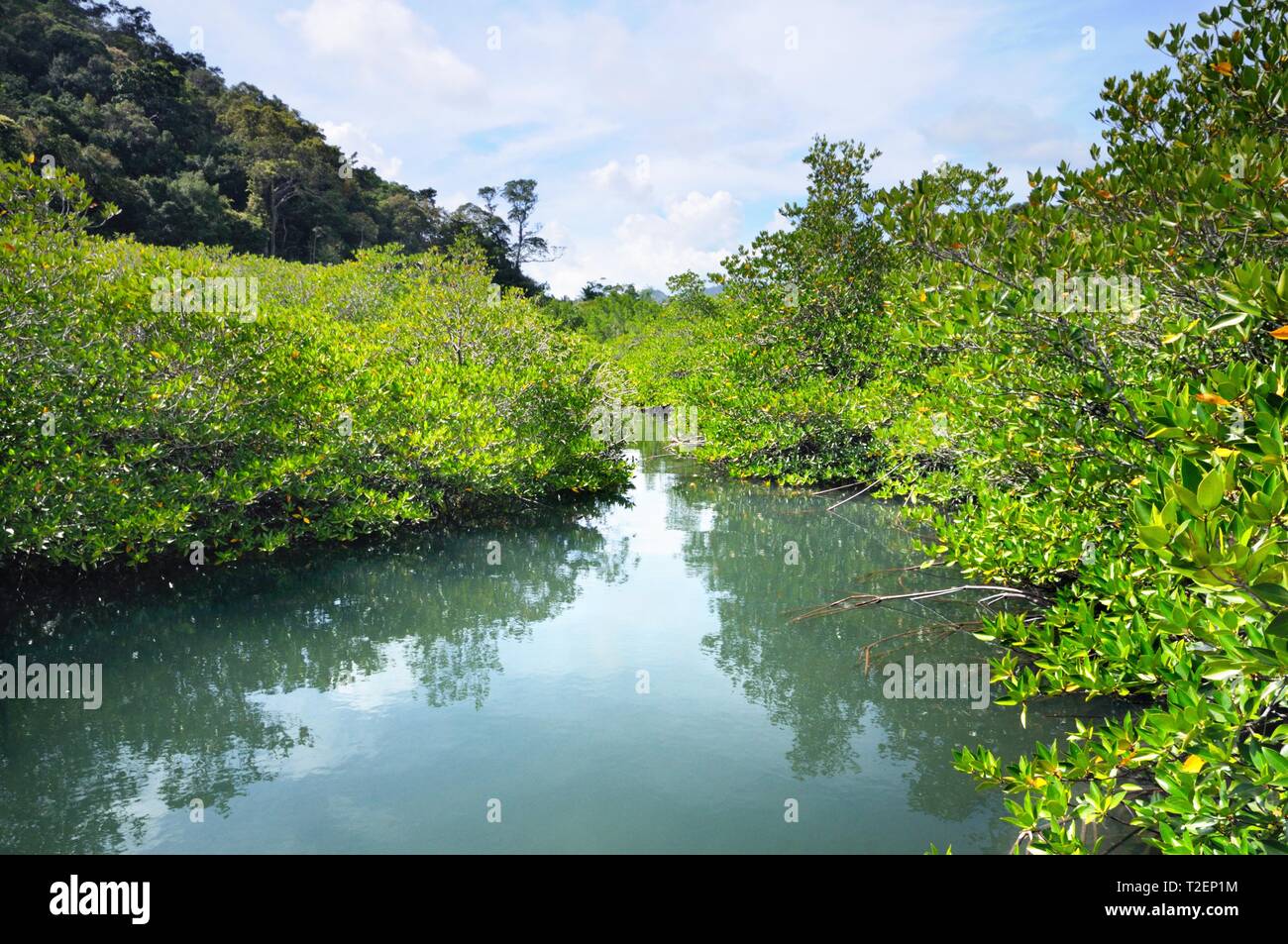 Mangrove forest at the Koh Chang island, Thailand. Stock Photo