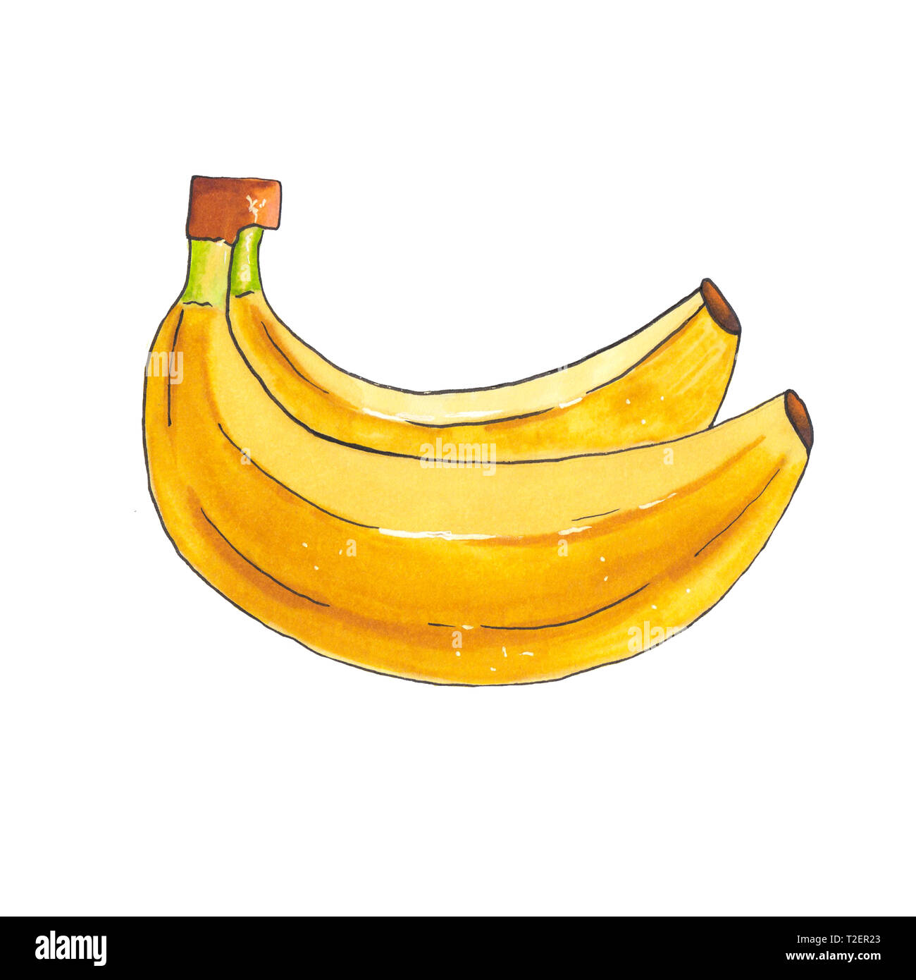 Hand drawn banana isolated on white background, sketch alcohol markers. Stock Photo