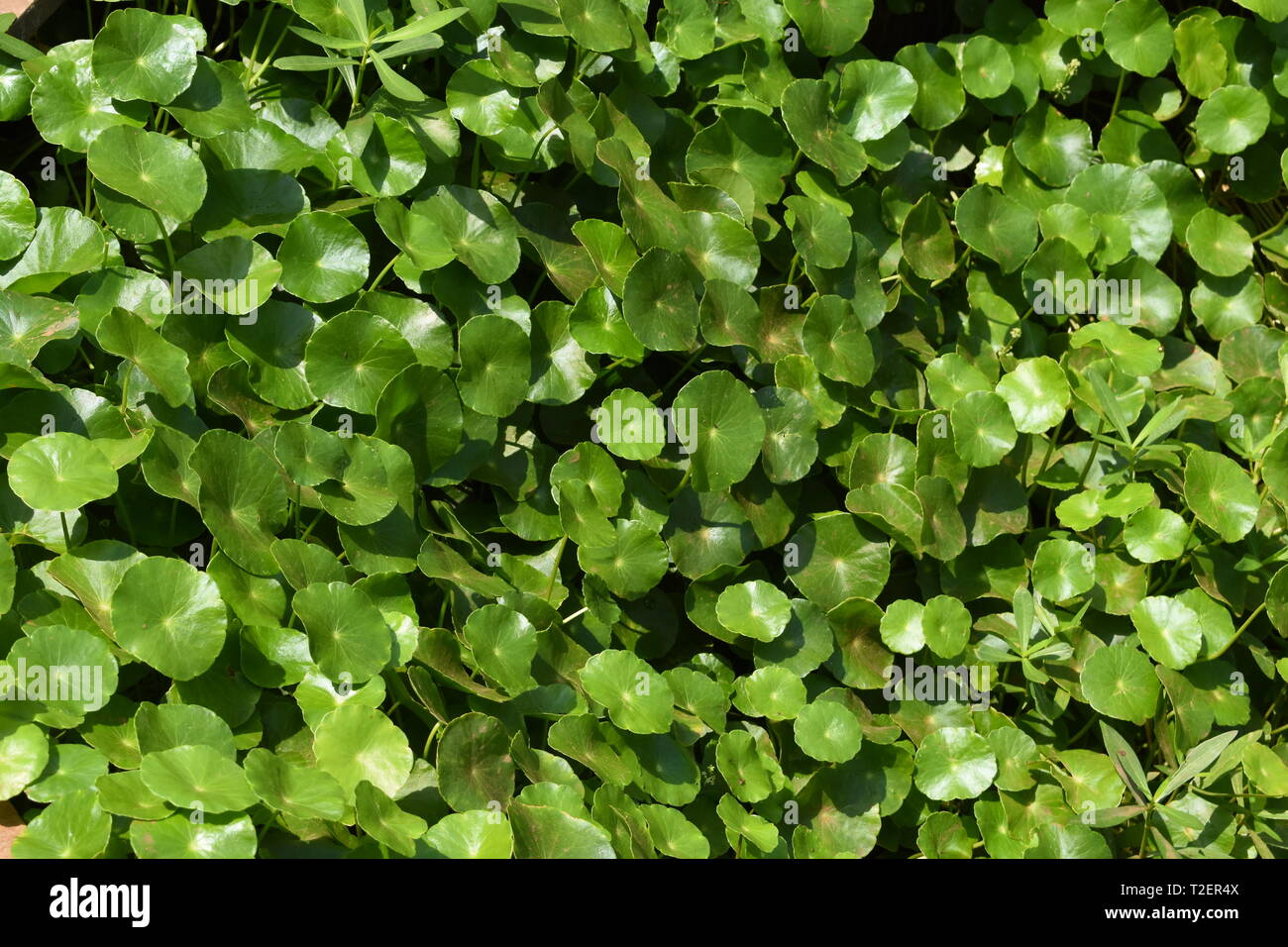 Background of Water Pennyworts. Stock Photo