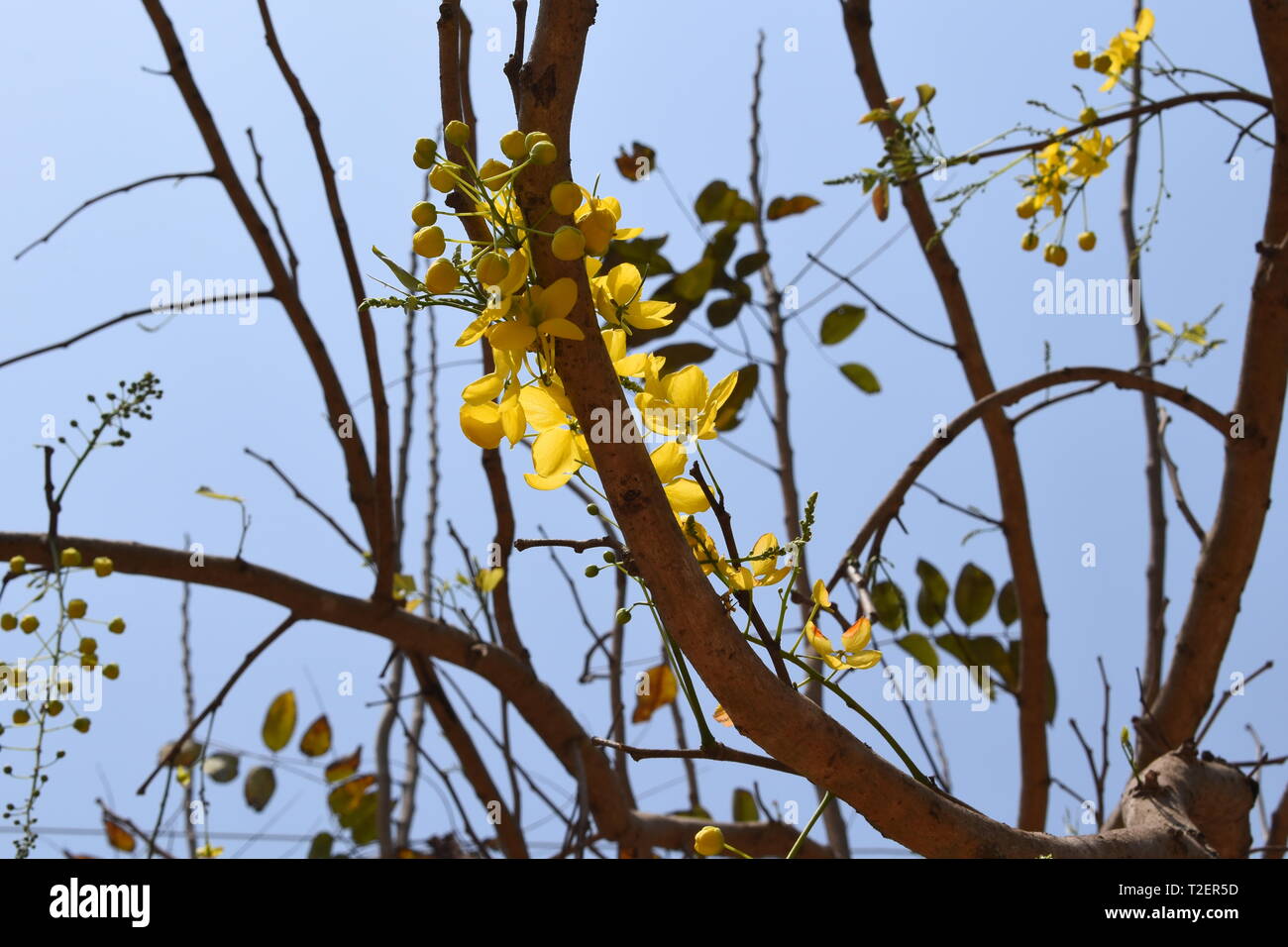 Cassia fistula tree starting to bloom in spring. Stock Photo