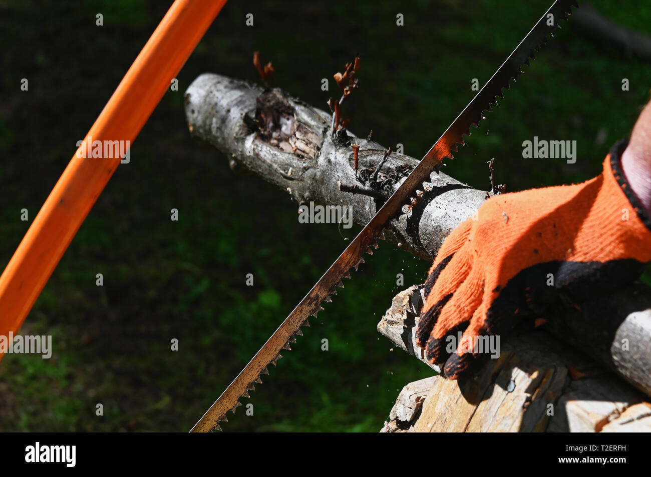 A hand saw being used to saw a large branch for firewood, held by a hand in an orange glove Stock Photo