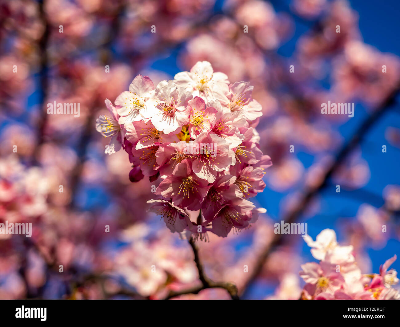 Early sakura cherry blossoms in full bloom. In Japan, these small pink
