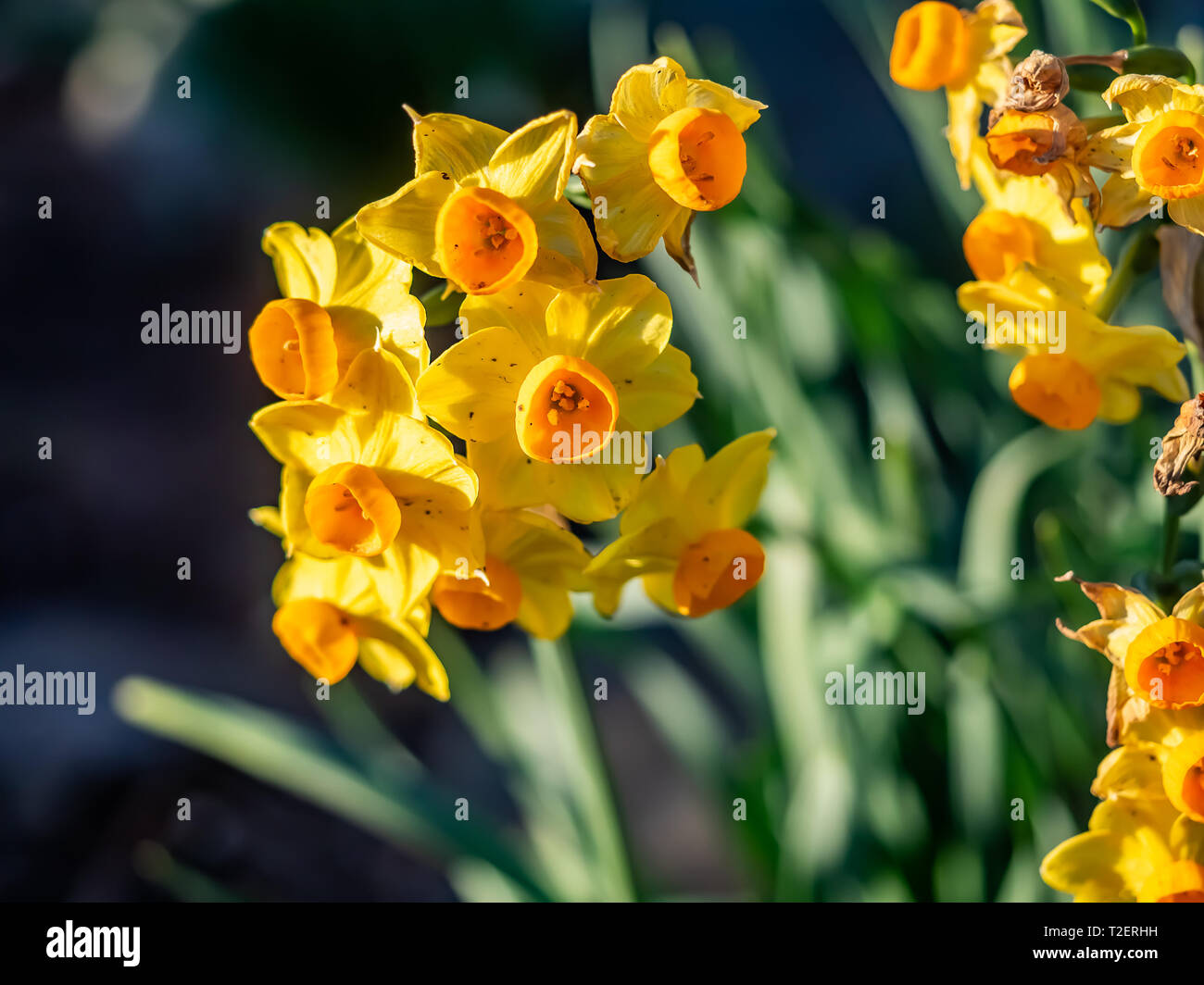 Soleil dor daffodil hires stock photography and images Alamy