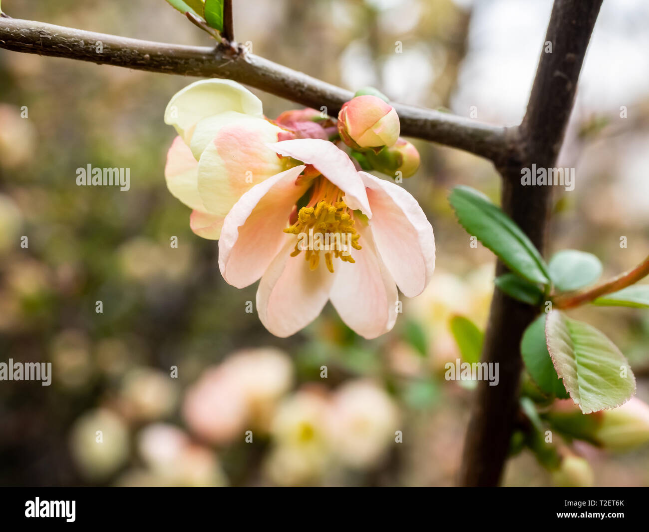 A chinese quince blossom opens on a thorned quince tree in a park in