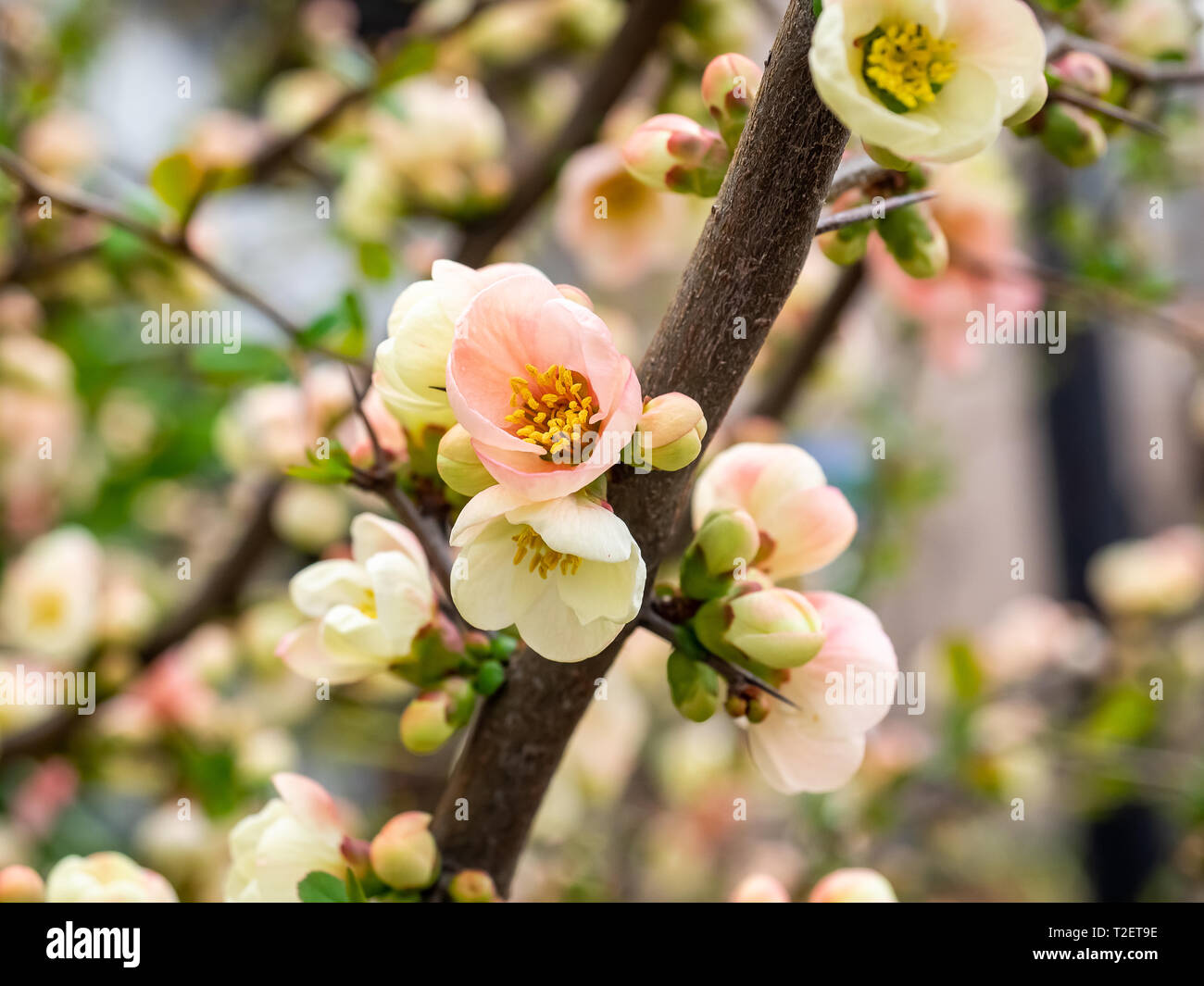 A chinese quince blossom opens on a thorned quince tree in a park in