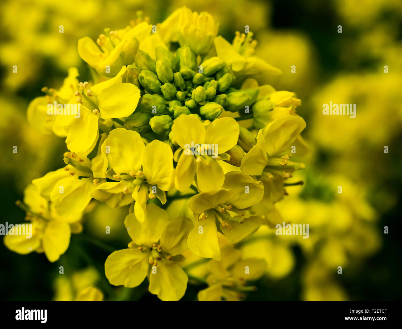 A cluster of wild mustard flowers bloom in a planter box in a Japanese
