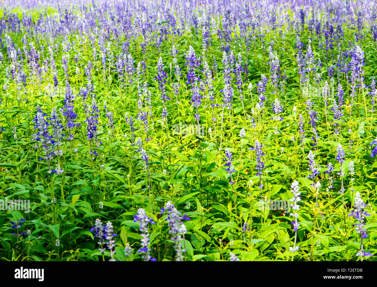Flower bed of Blue Salvia, small blue flowers Stock Photo Alamy
