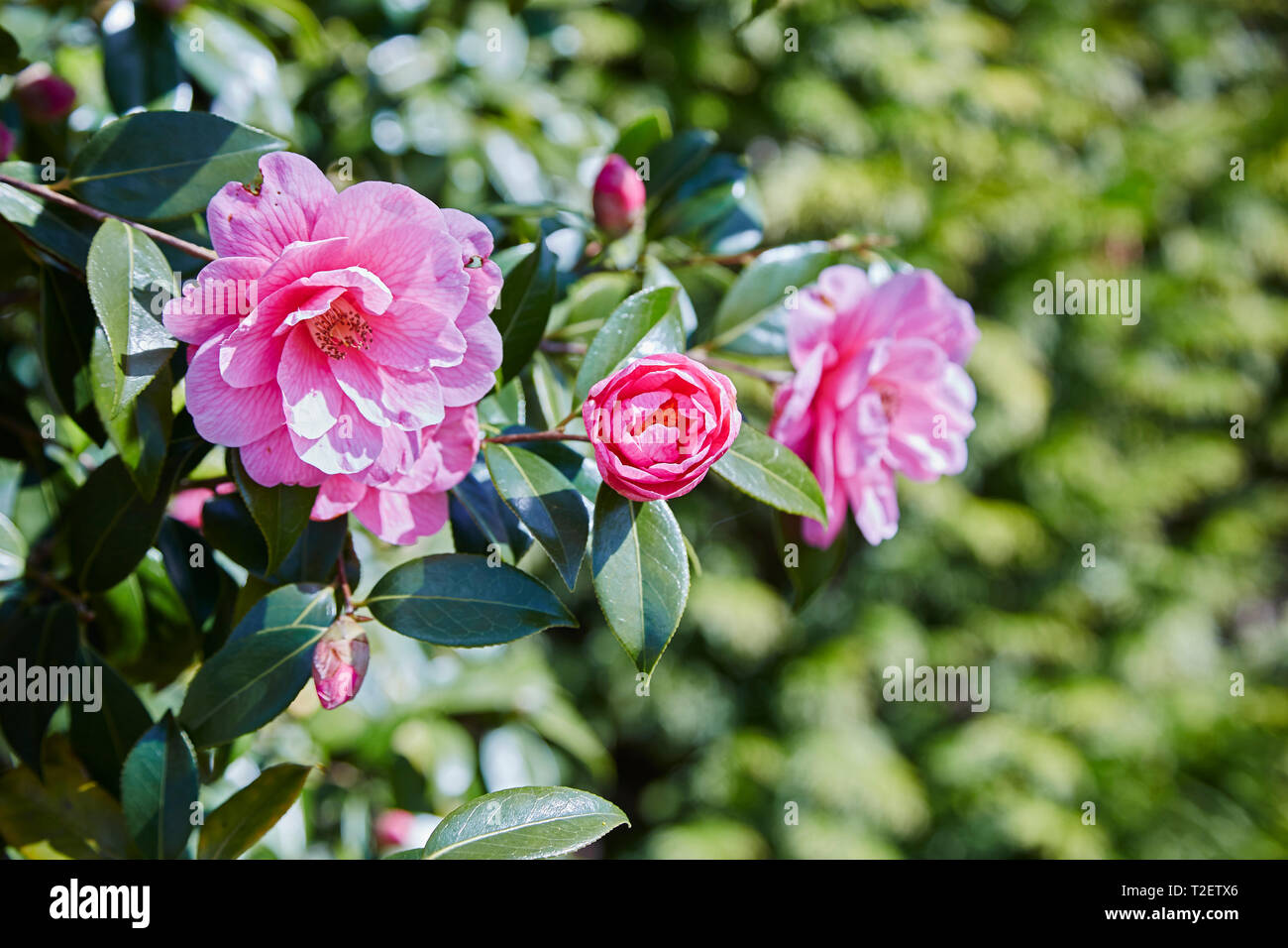 A detail of flowers caled Donation on a shrub in spring, Stock Photo