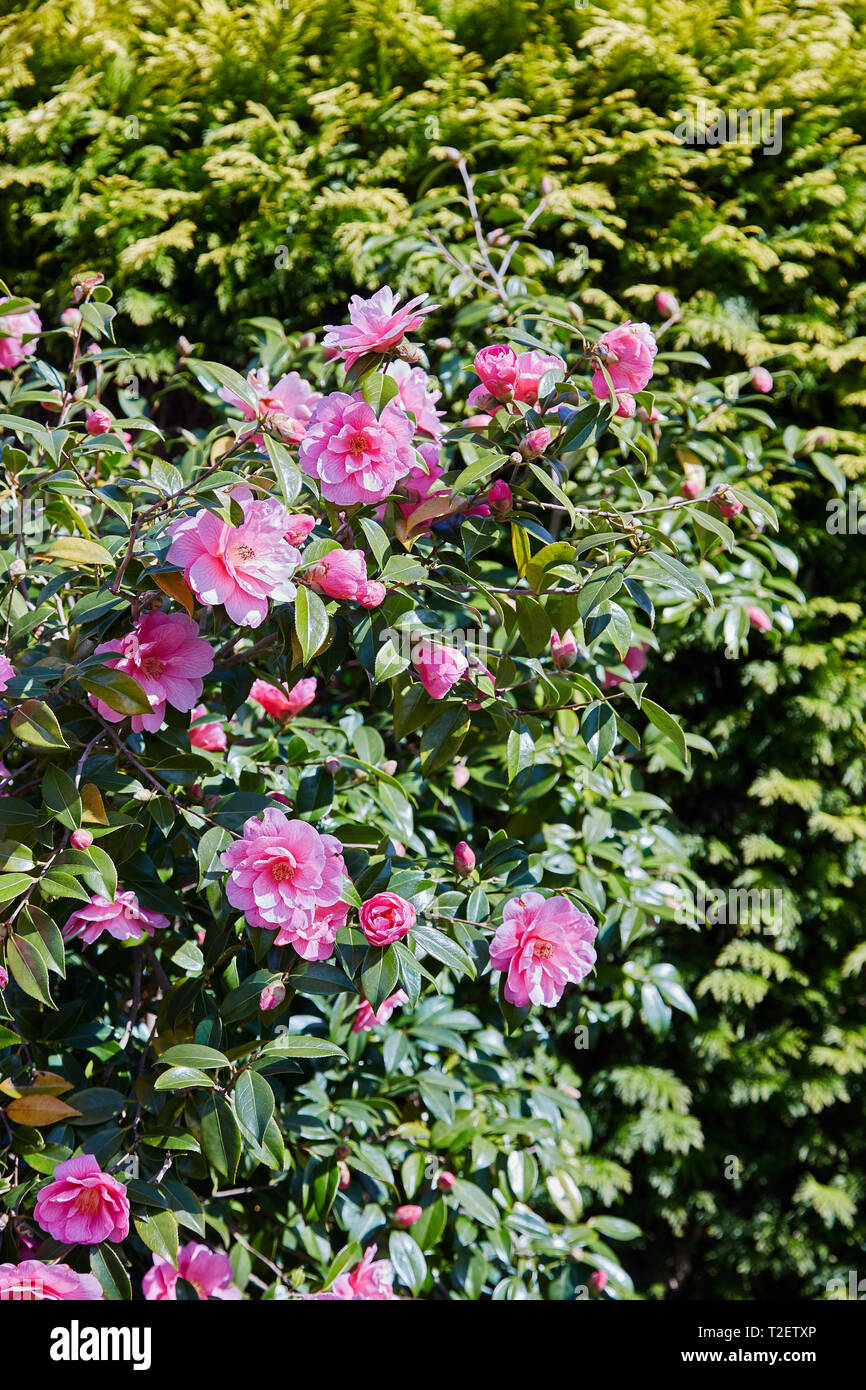 A Camelia bush in full flower in the spring. Stock Photo