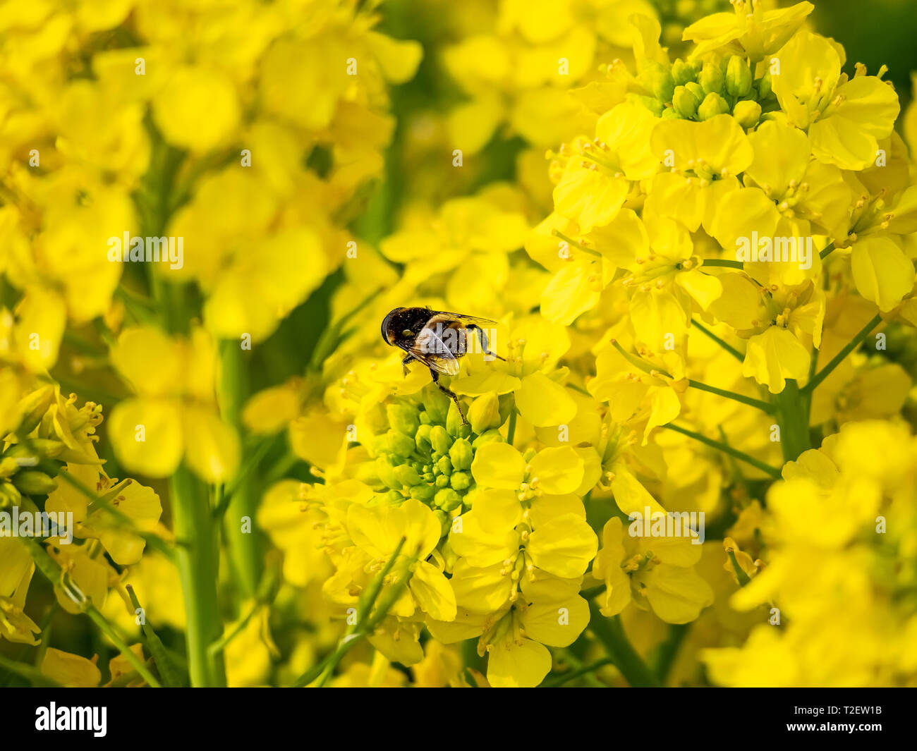 A small hoverfly feeds from A cluster of wild mustard flowers bloom in