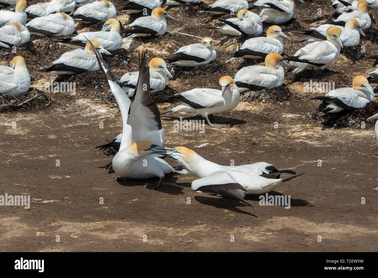 Competition at the breeding colony of Australasian gannets (Morus serrator) at Cape Kidnappers, Hawke's Bay, North Island, New Zealand. Stock Photo