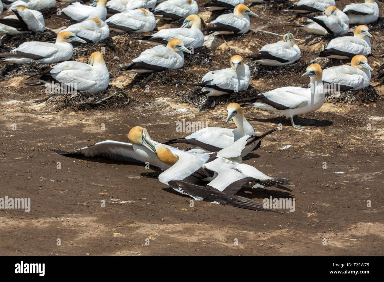 Competition at the breeding colony of Australasian gannets (Morus serrator) at Cape Kidnappers, Hawke's Bay, North Island, New Zealand. Stock Photo