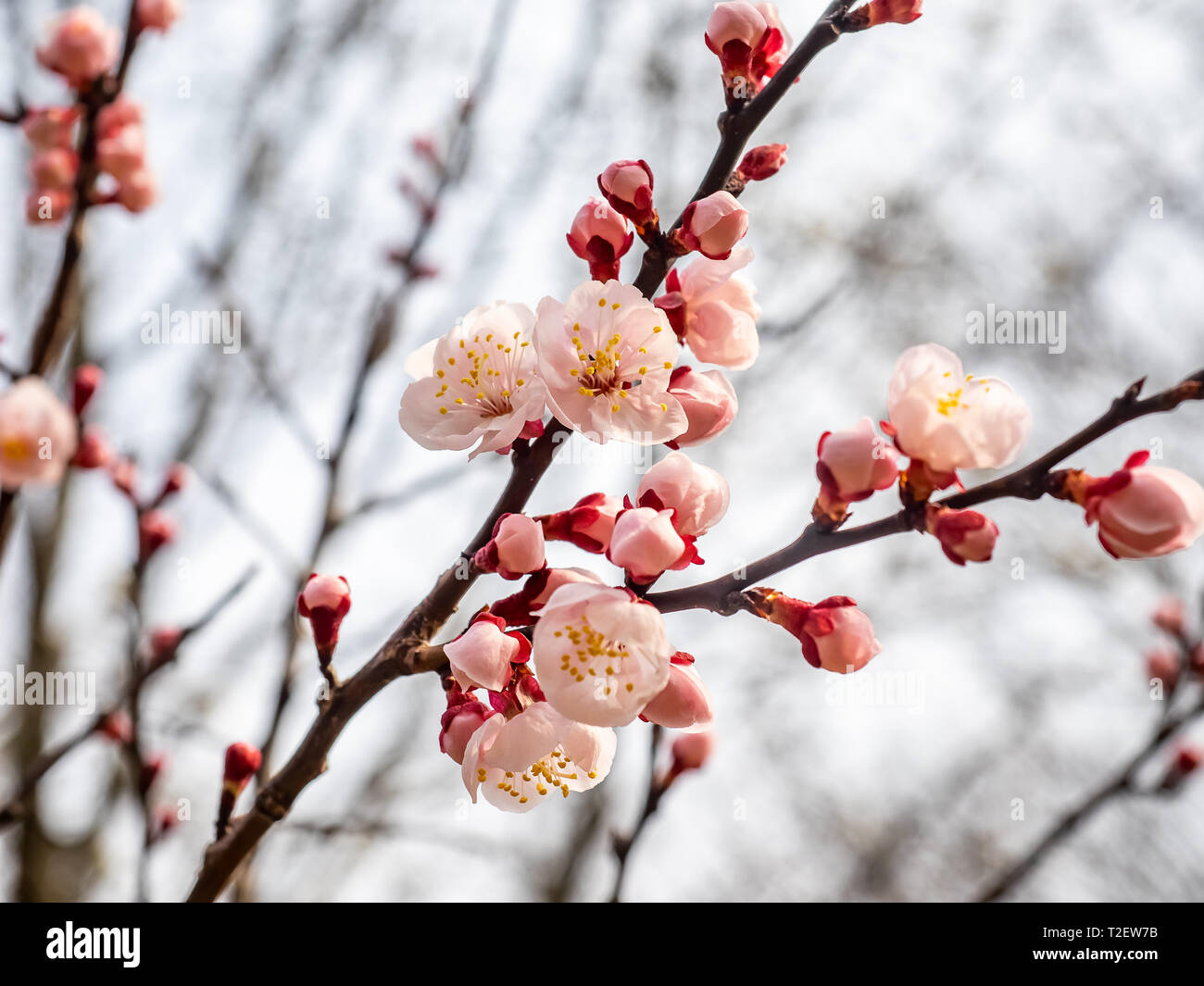 Cluster japanese cherry blossoms hi-res stock photography and images ...