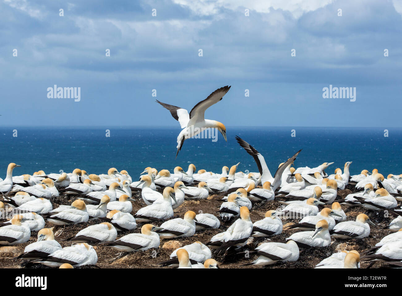 Breeding colony of Australasian gannets (Morus serrator) at Cape Kidnappers, Hawke's Bay, North Island, New Zealand. Stock Photo