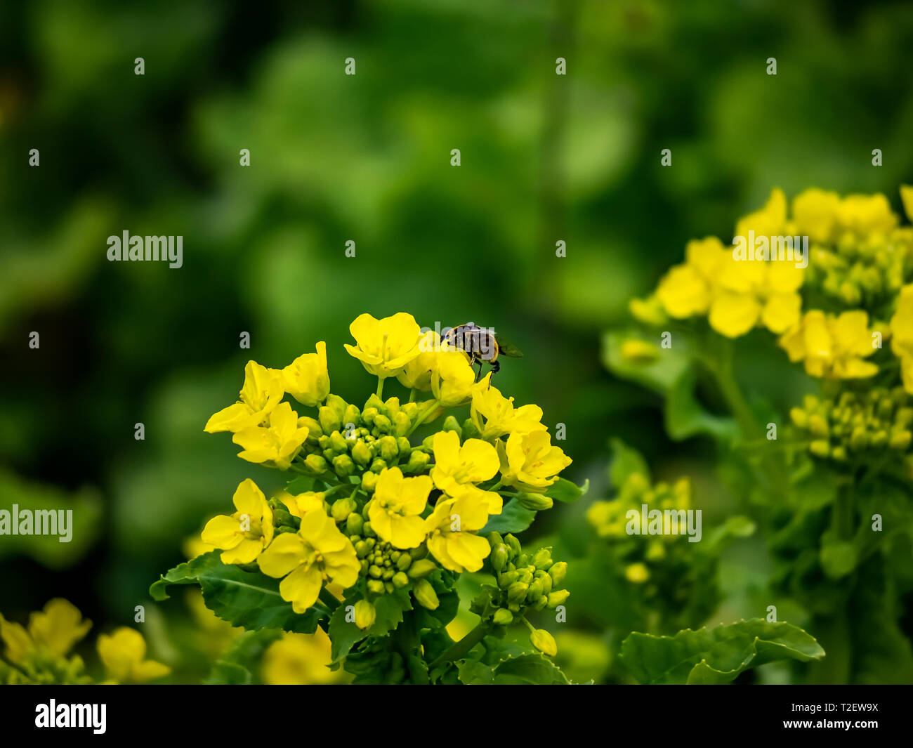 A small bee feeds from A cluster of wild mustard flowers bloom in a