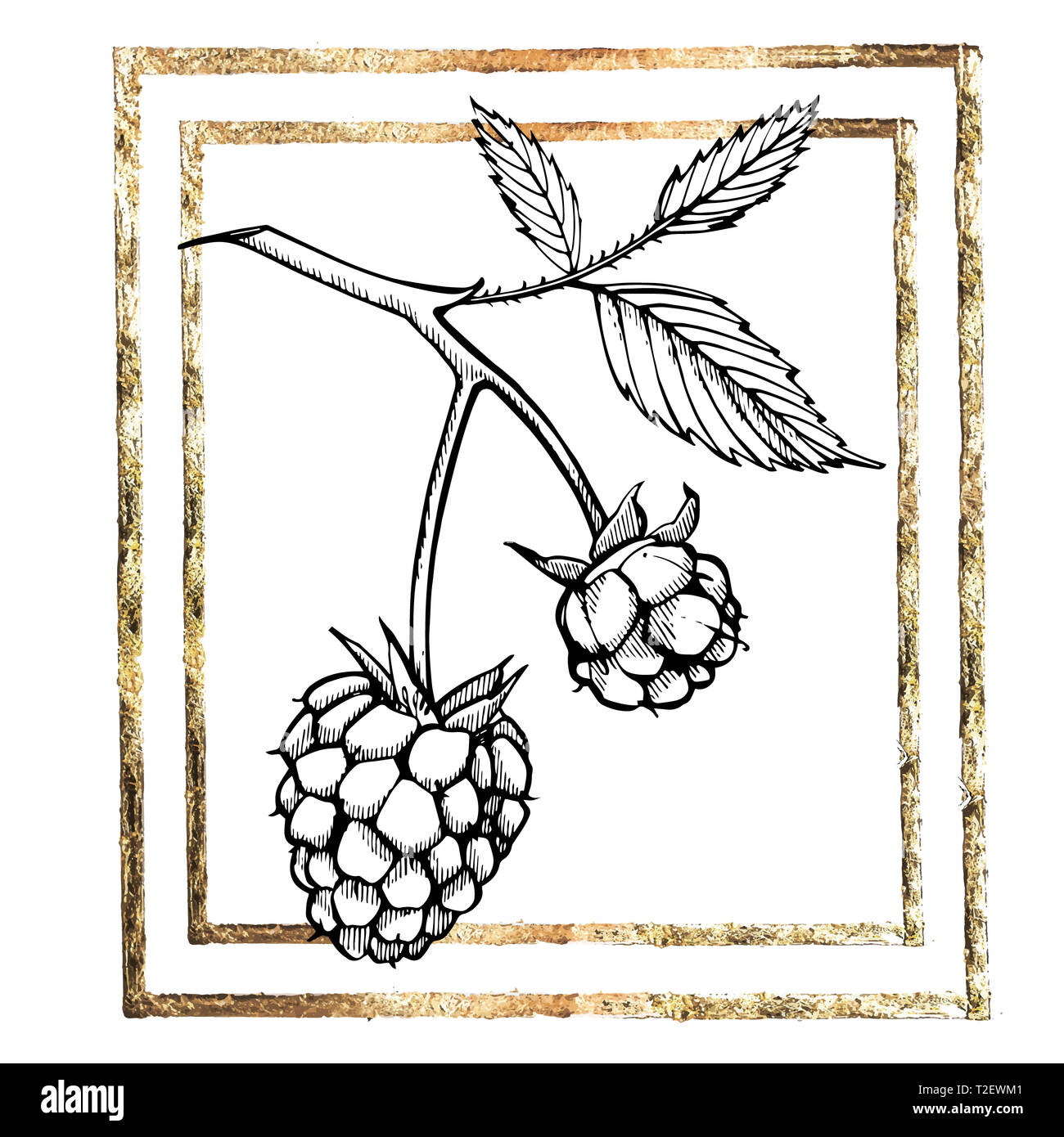 Hand drawn raspberry set isolated on white background. Retro sketch ...