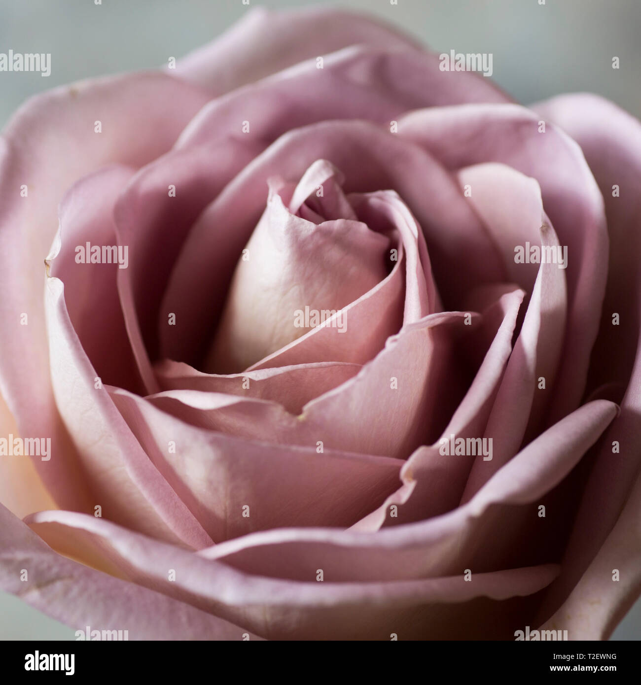 Close up of Amnesia dusky pink rose, showing full bloom with petals Stock Photo