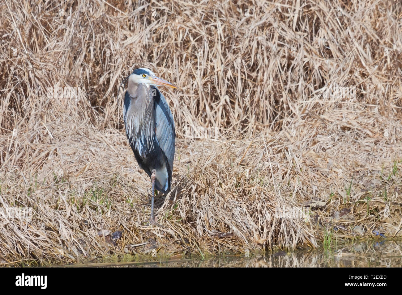 A great blue heron standing on one leg in a sea of bulrush. At the edge of the shore, it's large yellow beak swung sideways opposite its blue body, it Stock Photo