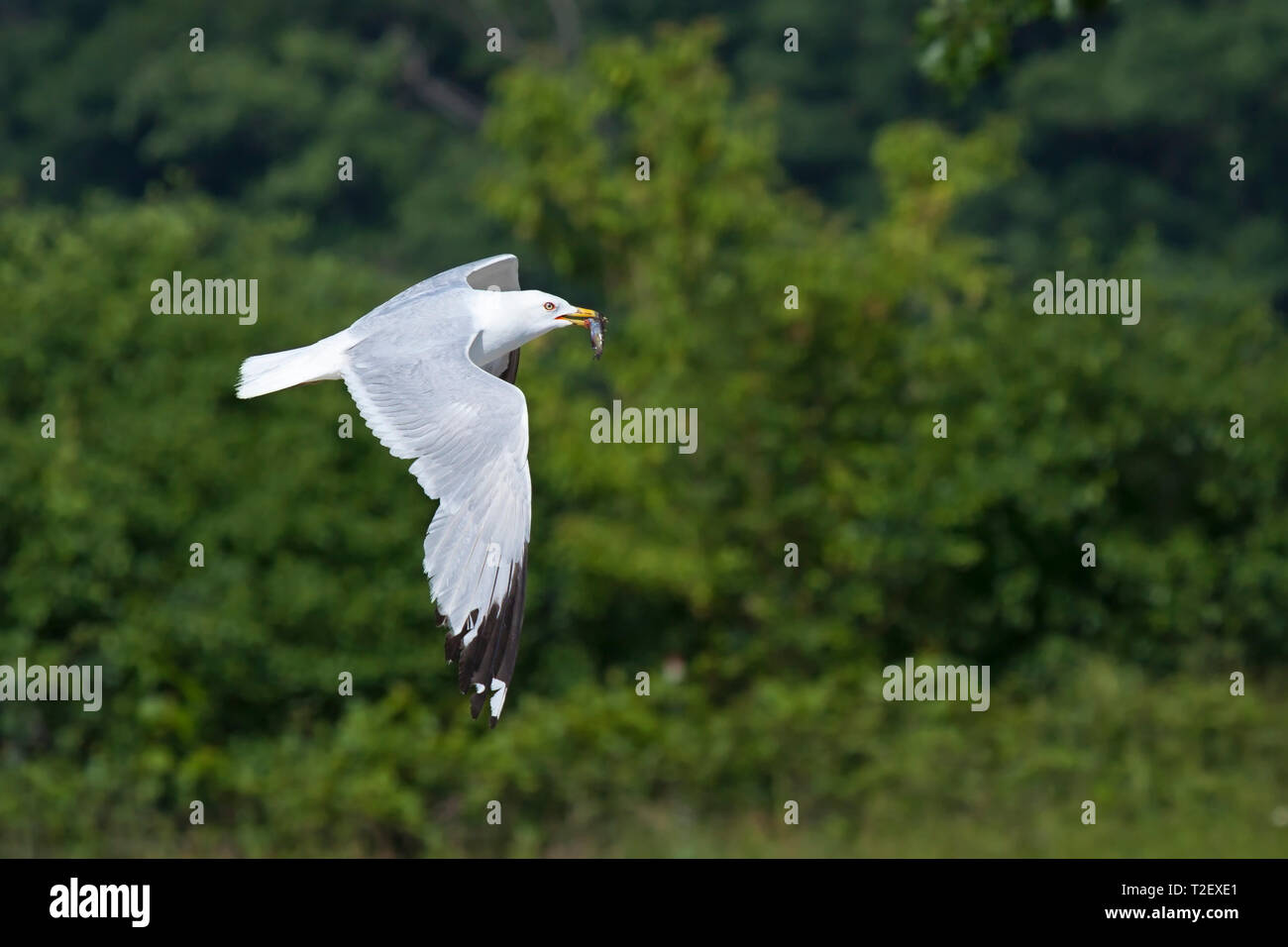 A ring-billed gull flies holding a fish in its beak. Flapping its white and gray feathers, it circles the green trees looking for a place to dine. Stock Photo