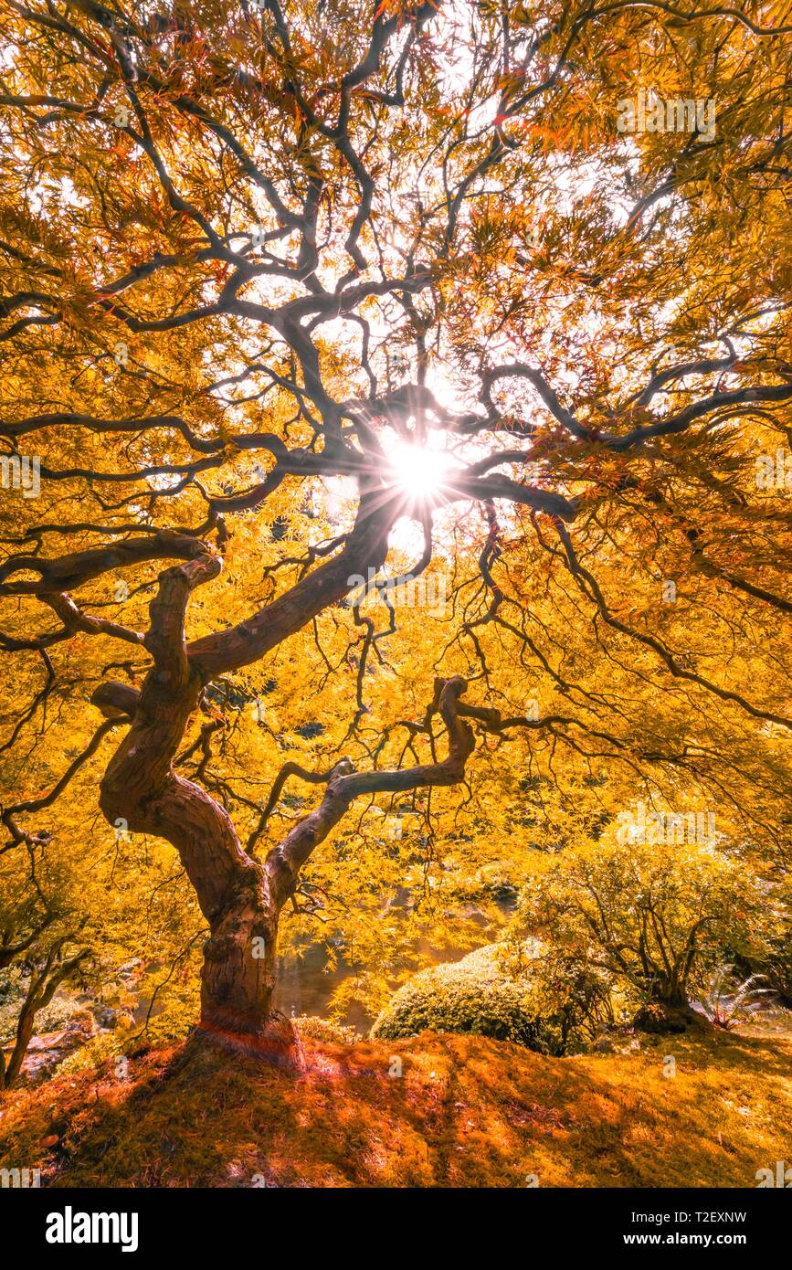 Downy Japanese Maple (Acer japonicum) with autumn colour, Japanese Garden, Portland, Oregon, USA Stock Photo