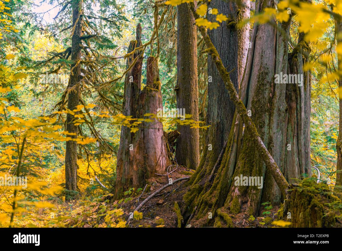 Forest with Western Red Cedar (Thuja gigantea), Grove of the Patriarchs Trail, Mount Rainier National Park, Washington, USA Stock Photo