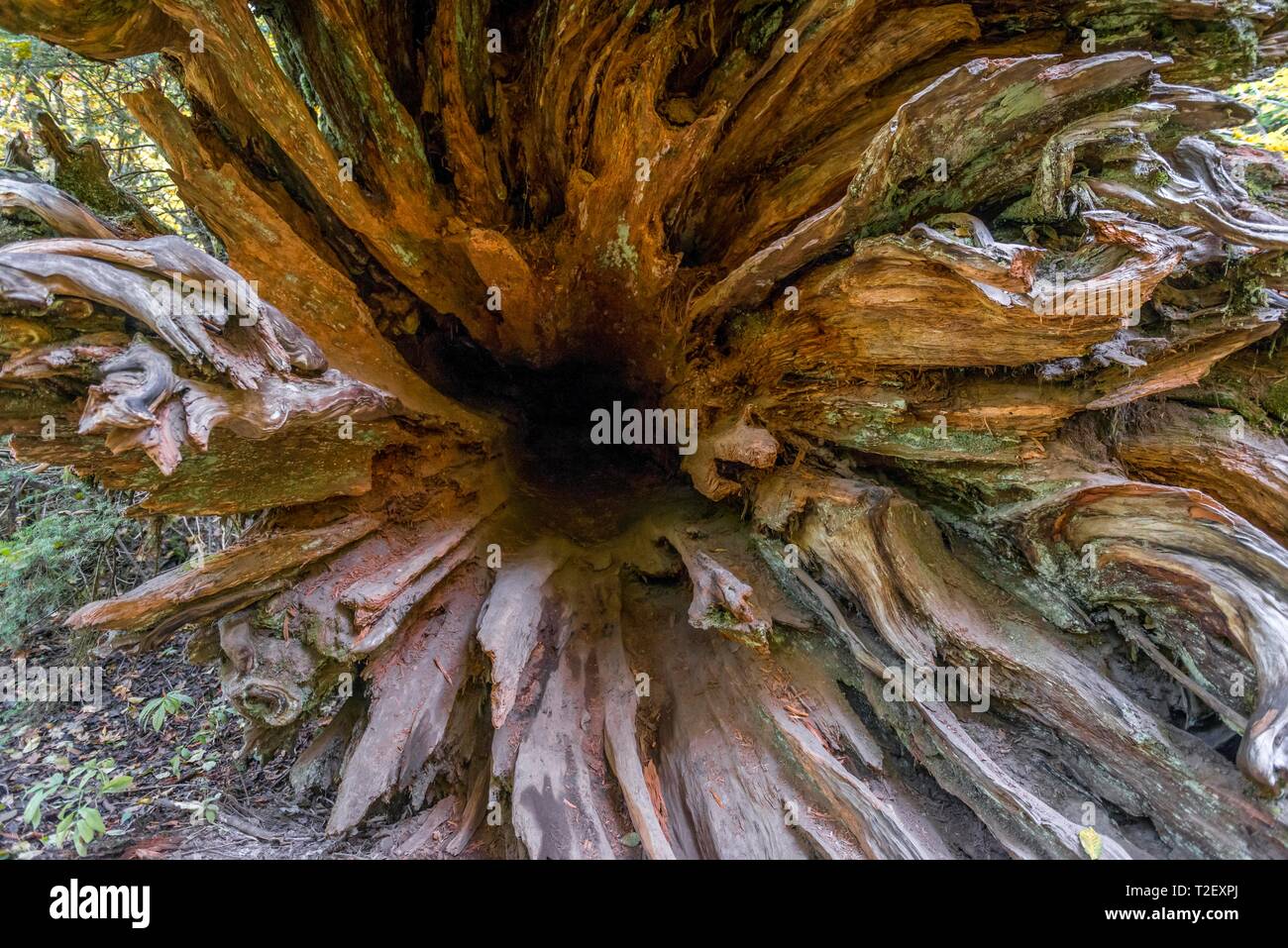 Roots of a fallen Western Red Cedar (Thuja gigantea) in a forest, Grove of the Patriarchs Trail, Mount Rainier National Park, Washington, USA Stock Photo