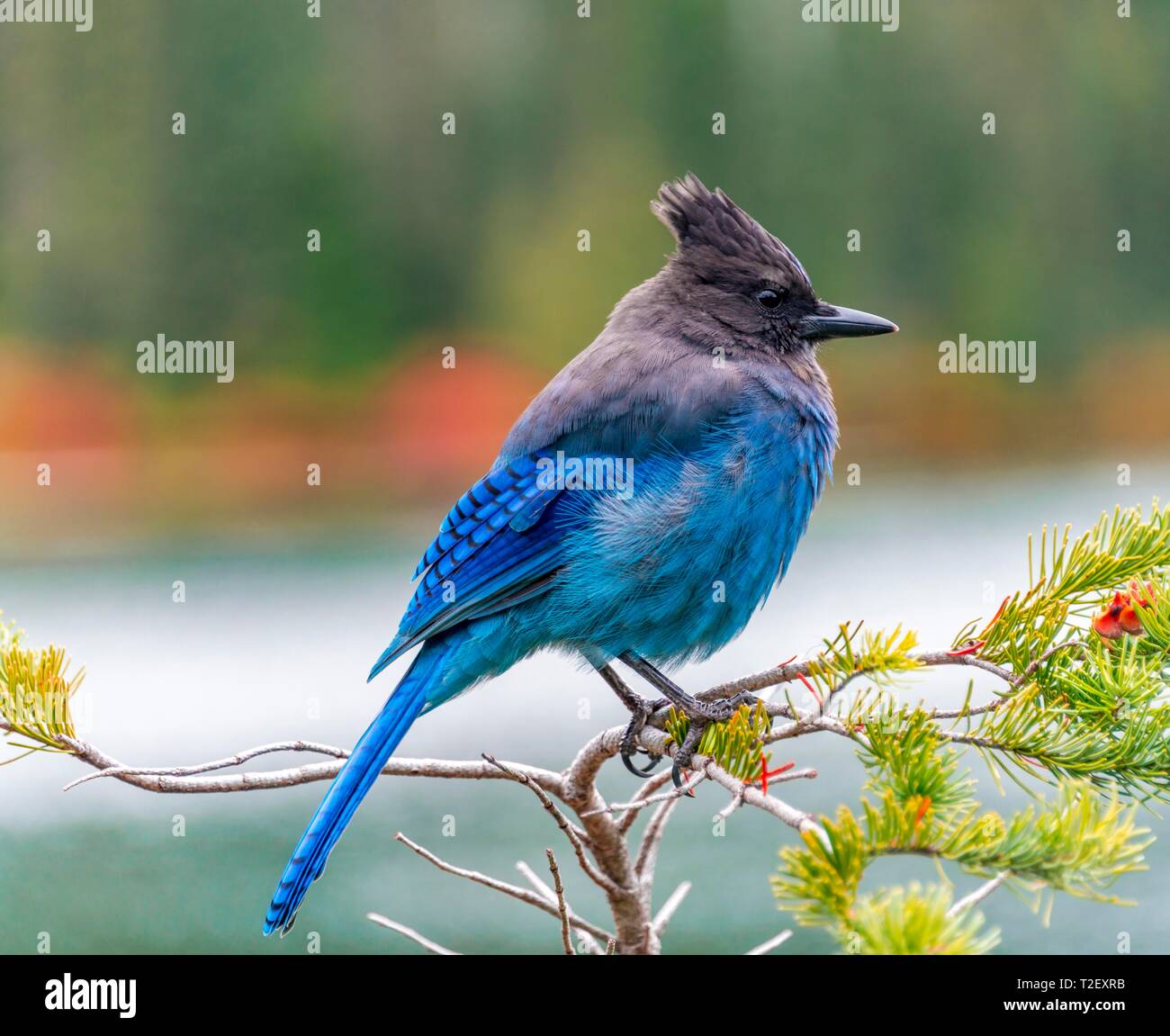 Steller's jay (Cyanocitta stelleri), blue bird sitting on a branch, Mount Rainier National Park, Washington, USA Stock Photo