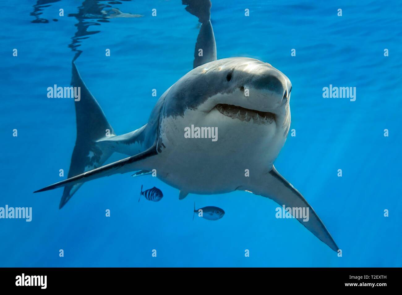 White shark (Carcharodon carcharias), swimming in the open sea, Pacific, Guadalupe Island, Mexico Stock Photo