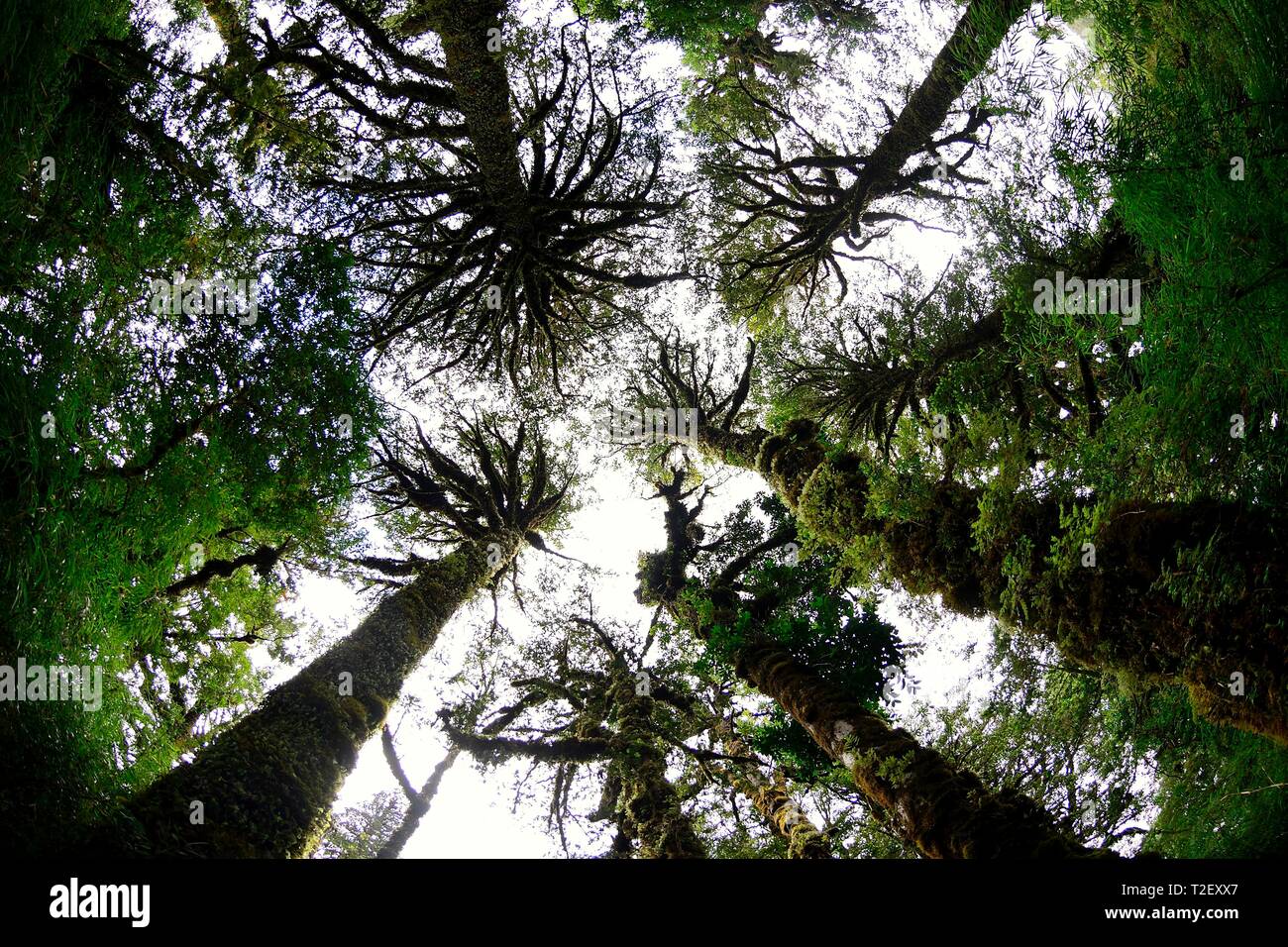 Fitzroyan (Fitzroya cupressoides), view into the treetops, Parque Pumalin, Region de los Lagos, Chile Stock Photo