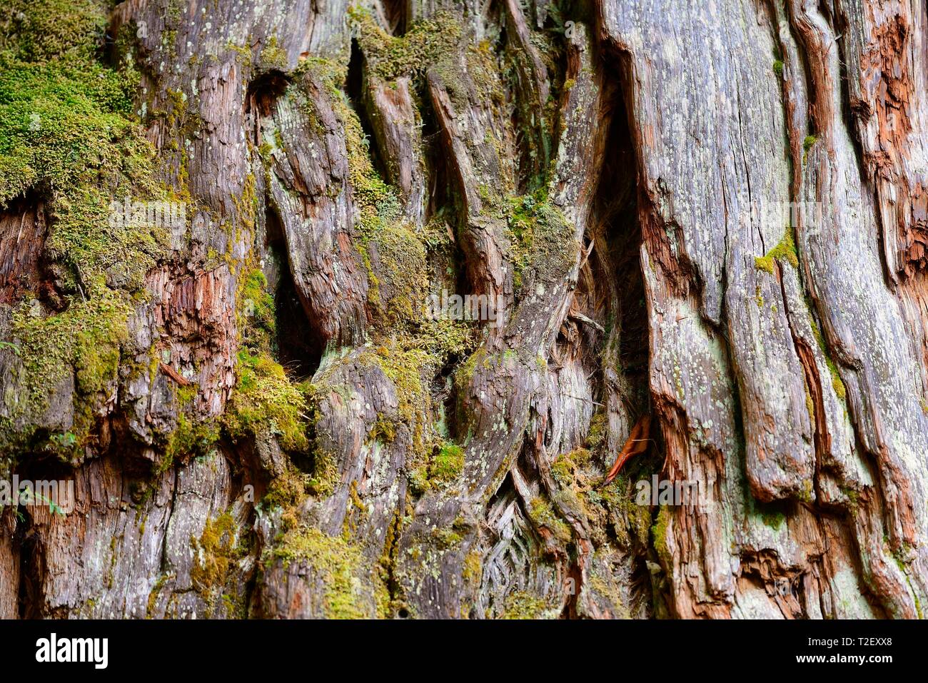 Fitzroya (Fitzroya cupressoides), tree bark, Parque Pumalin, Region de los Lagos, Chile Stock Photo