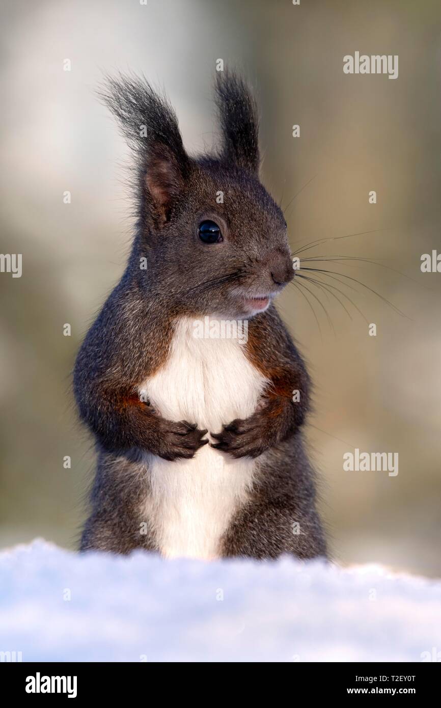 Eurasian red squirrel (Sciurus vulgaris), sitting upright in the snow, Austria Stock Photo