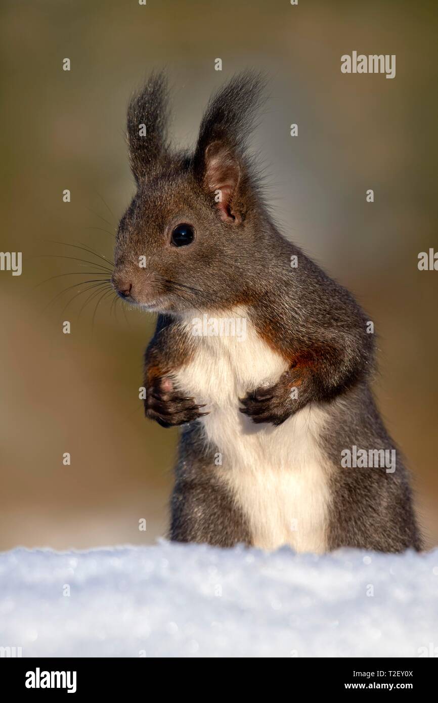 Eurasian red squirrel (Sciurus vulgaris), sitting upright in the snow, Austria Stock Photo