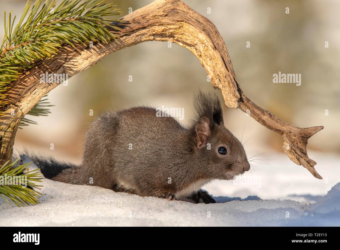 Eurasian red squirrel (Sciurus vulgaris), in the snow, Austria Stock Photo